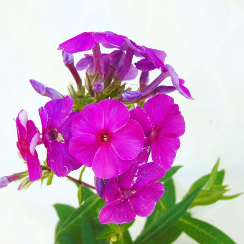 Phlox paniculata Purple Flame (Flowering)