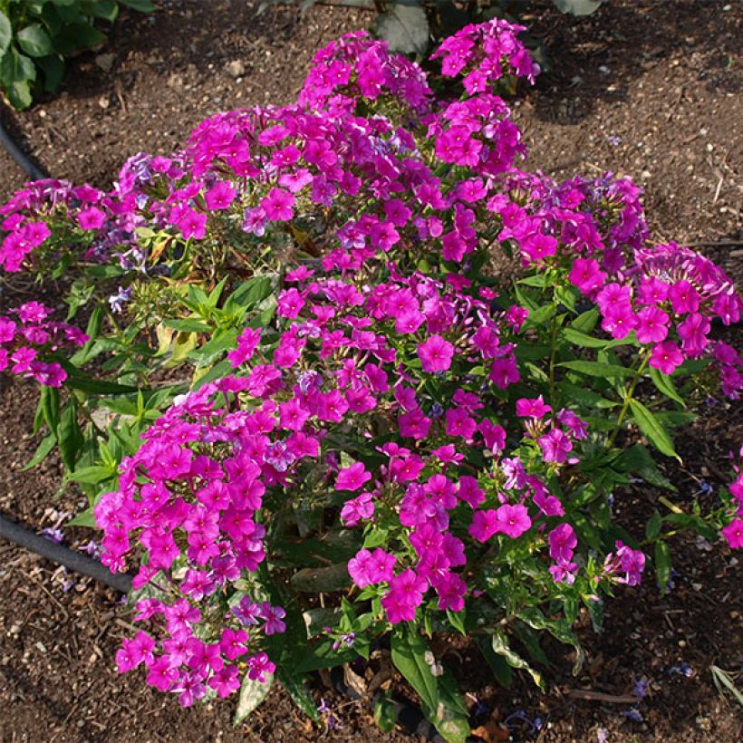 Phlox paniculata Purple Flame (Plant habit)