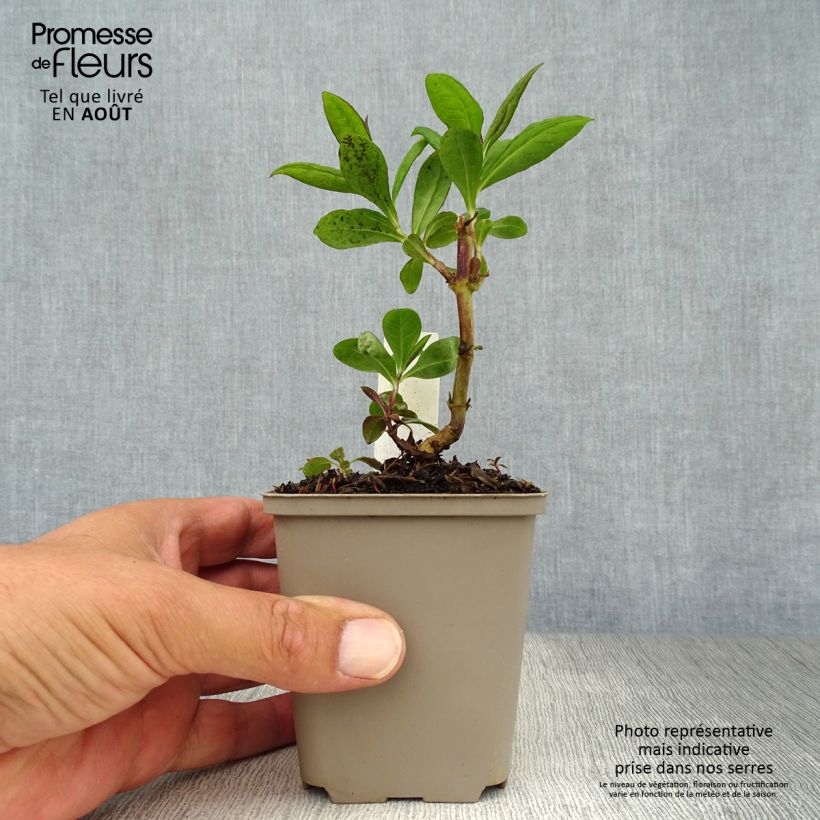 Phlox paniculata Purple Flame 8/9 cm pot sample as delivered in summer