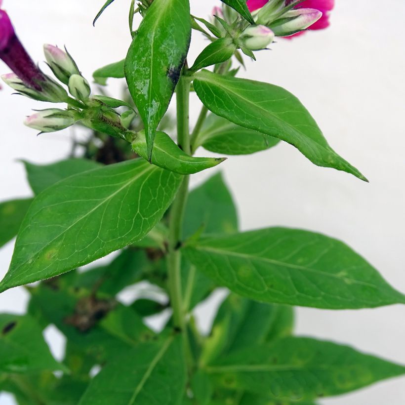 Phlox paniculata Red Flame (Foliage)