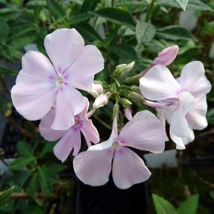 Phlox paniculata Rosa Pastel (Flowering)