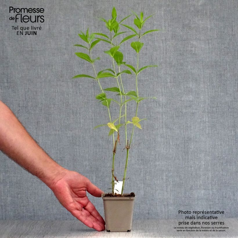 Phlox paniculata Rosa Pastel 8/9 cm pot sample as delivered in summer