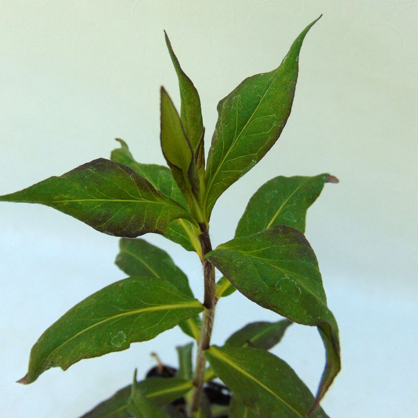 Phlox paniculata Septemberglut (Foliage)