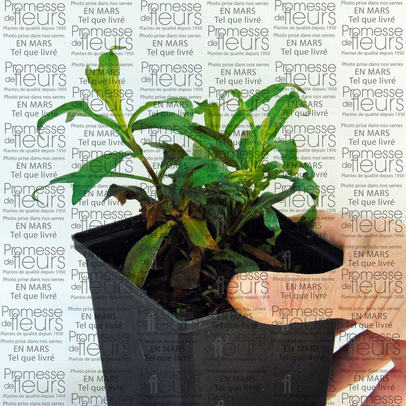 Example of Phlox paniculata Sherbet Blend 10cm/11cm pot specimen as delivered