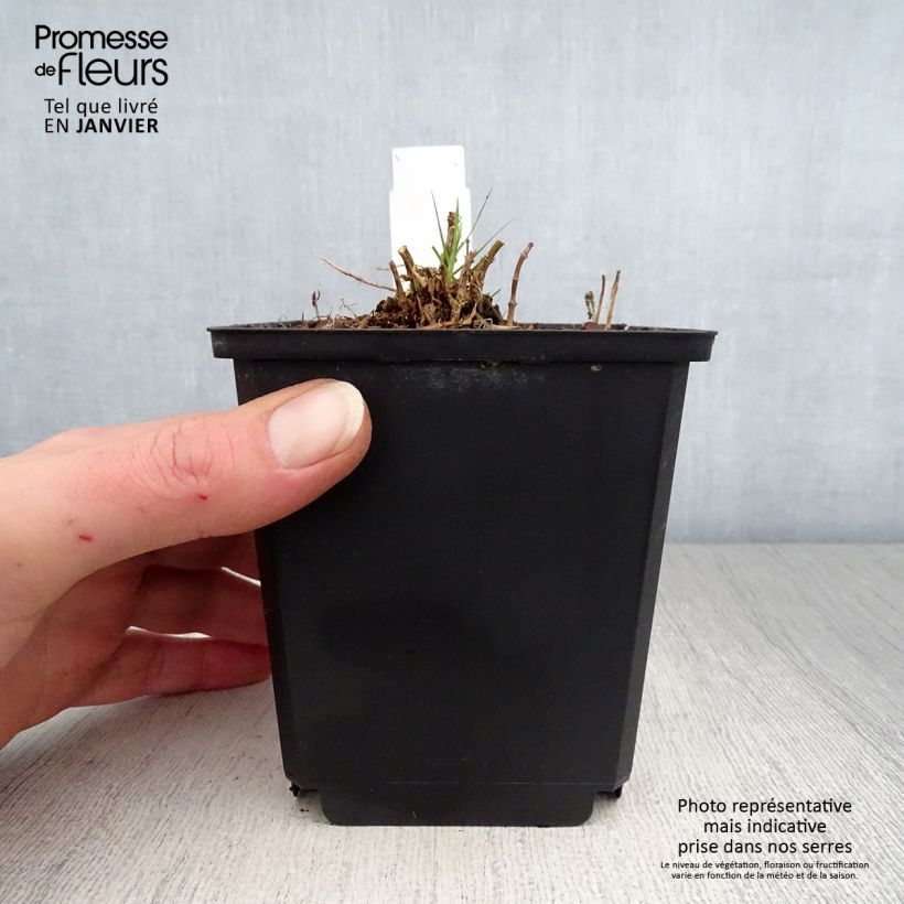 Phlox paniculata Sherbet Cocktail 10cm/11cm pot sample as delivered in winter