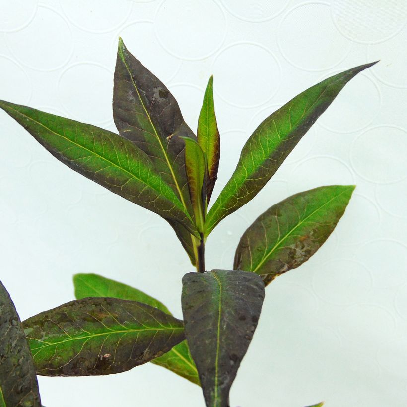 Phlox paniculata Starfire (Foliage)