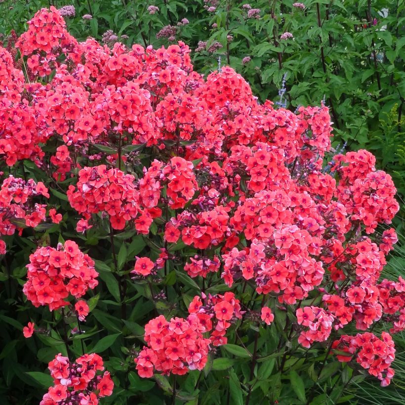 Phlox paniculata Starfire (Flowering)