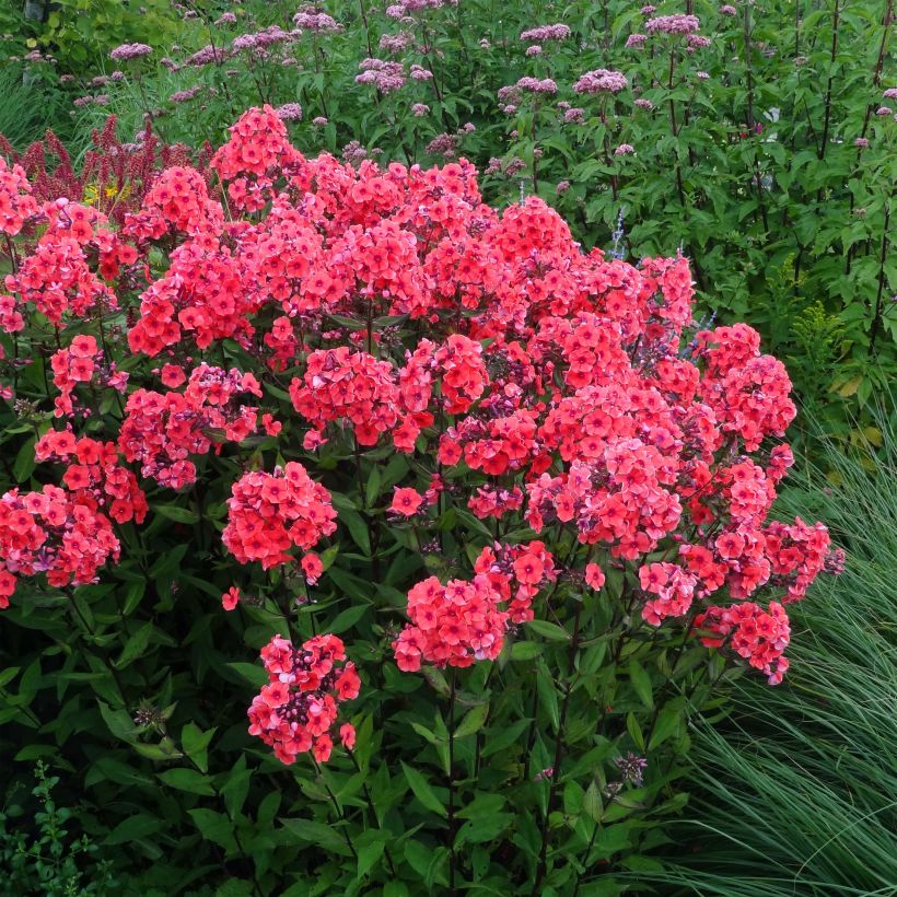 Phlox paniculata Starfire (Plant habit)