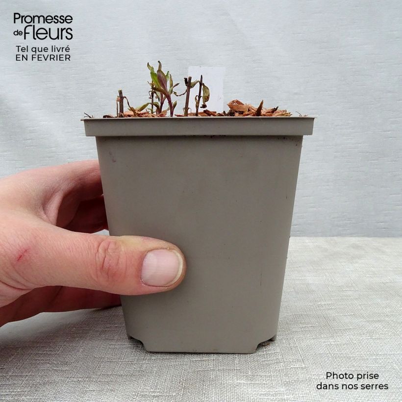 Phlox paniculata Tequila Sunrise 8/9 cm pot sample as delivered in winter