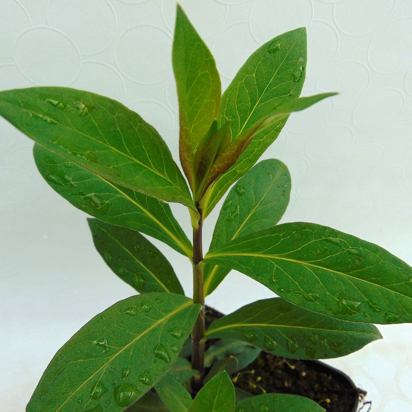 Phlox paniculata The King (Foliage)