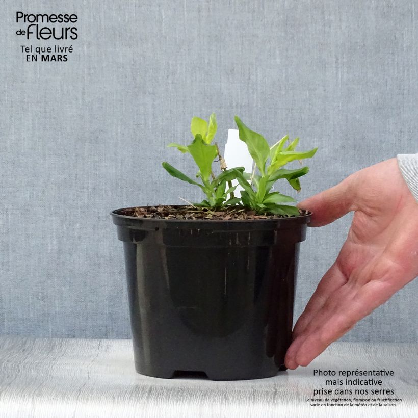 Phlox paniculata Tiara 2L/3L pot sample as delivered in spring