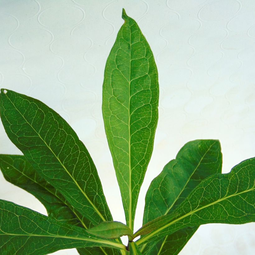 Phlox paniculata Uspech (Foliage)