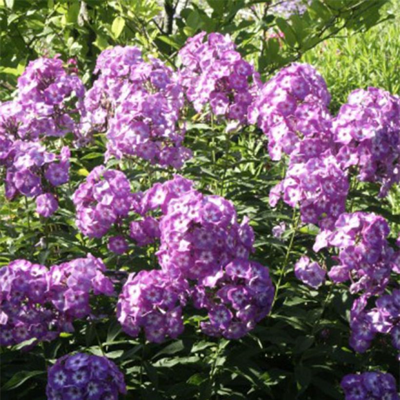 Phlox paniculata Uspech (Flowering)