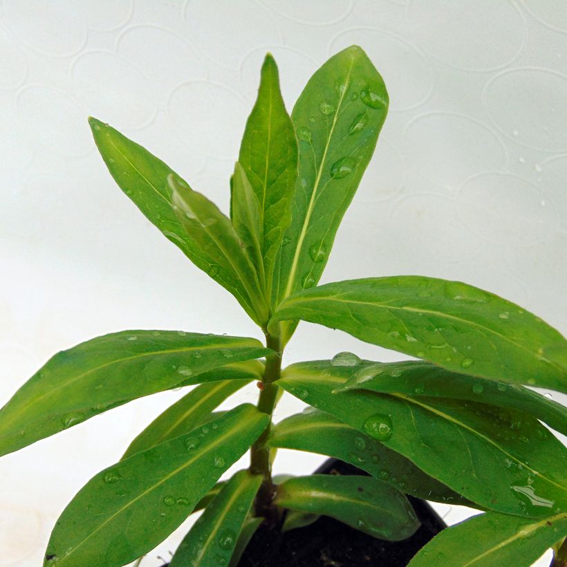 Phlox paniculata White Eye Flame (Foliage)