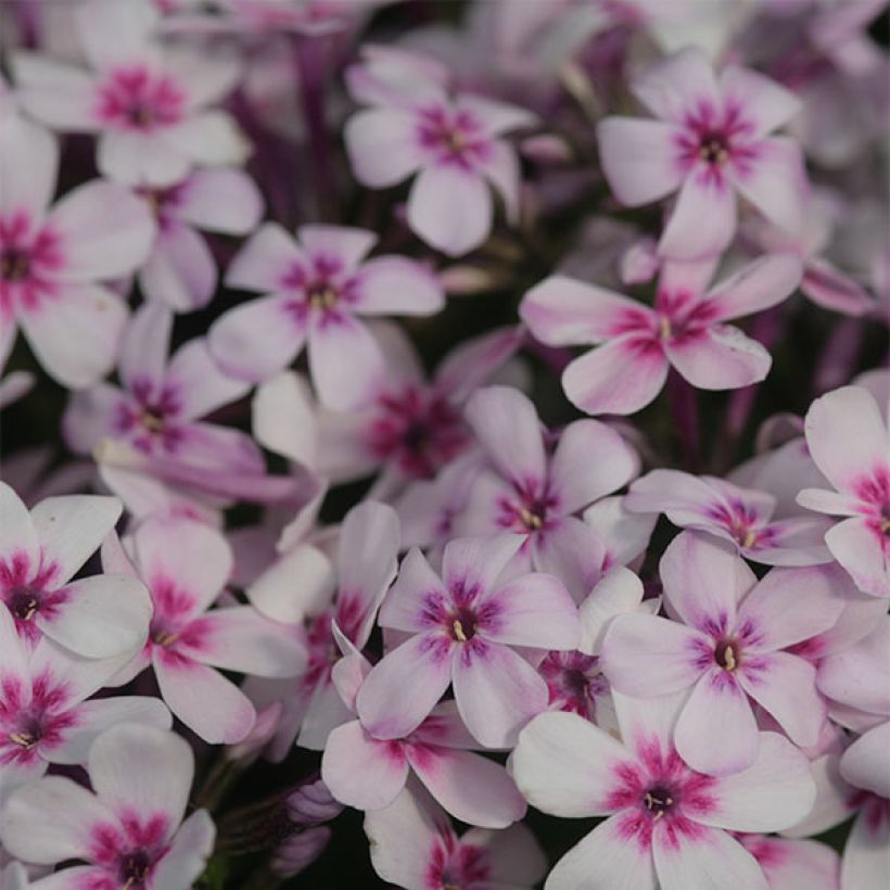 Phlox paniculata White Eye Flame (Flowering)