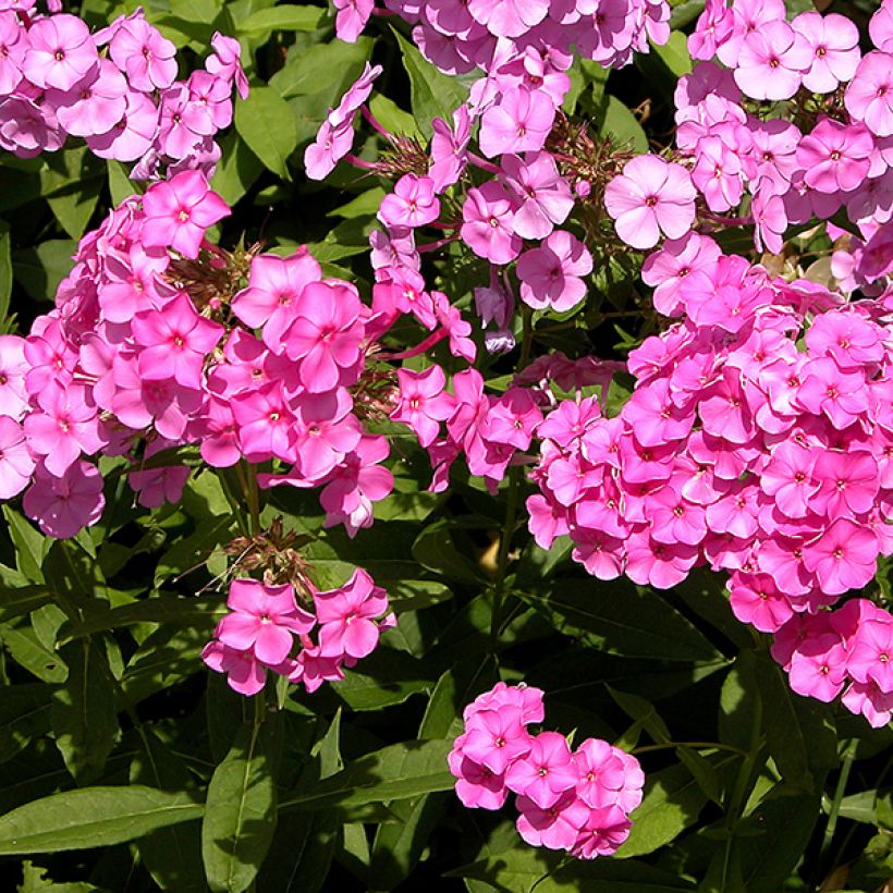 Phlox paniculata Windsor (Flowering)