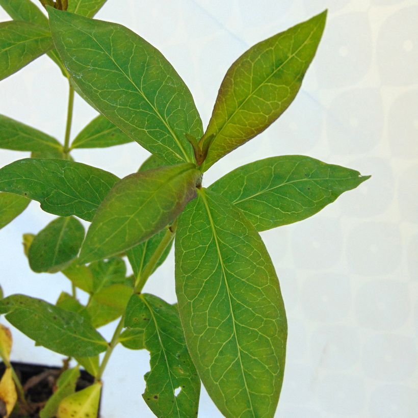 Phlox paniculata Windsor (Foliage)