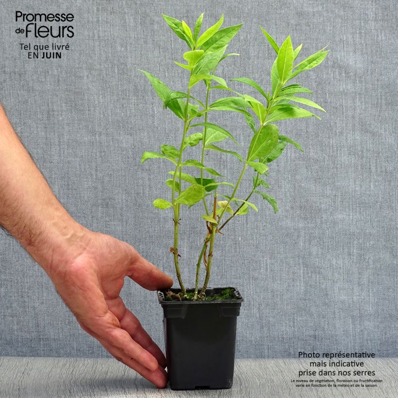 Phlox paniculata Windsor 7/8 cm pot sample as delivered in summer