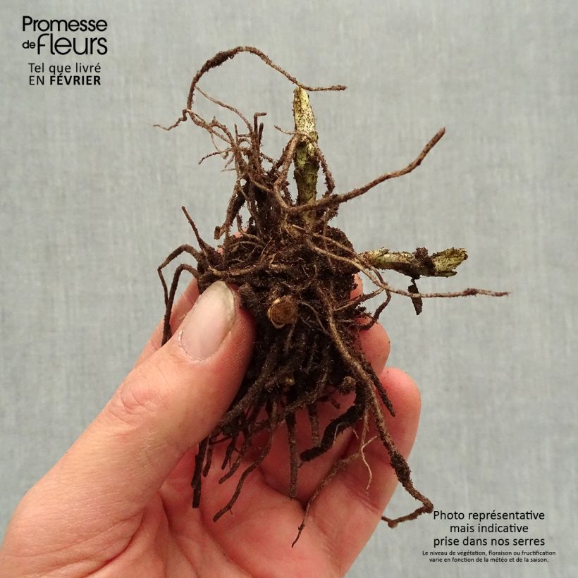 Phlox paniculata Younique Bicolor Bare root sample as delivered in winter