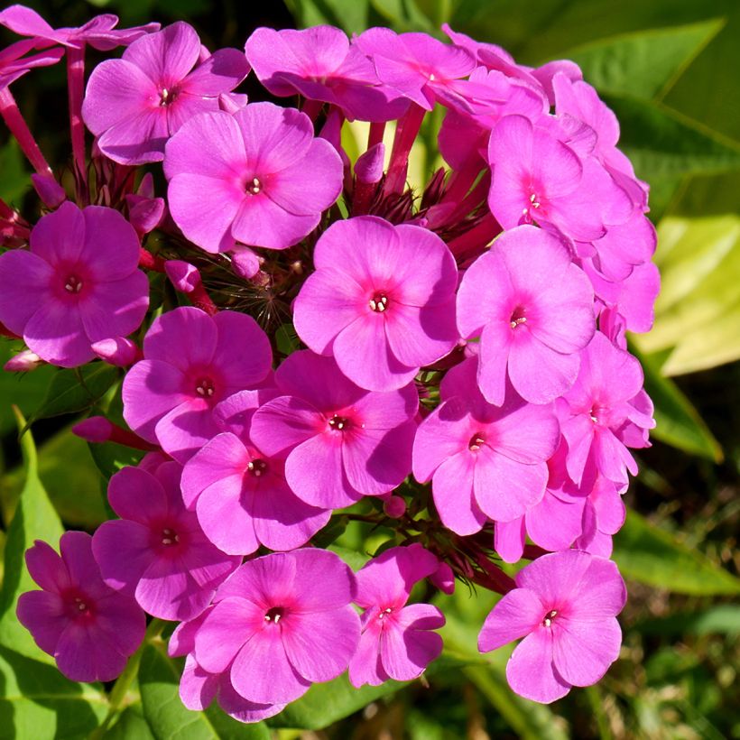 Phlox paniculata Younique Cerise (Flowering)