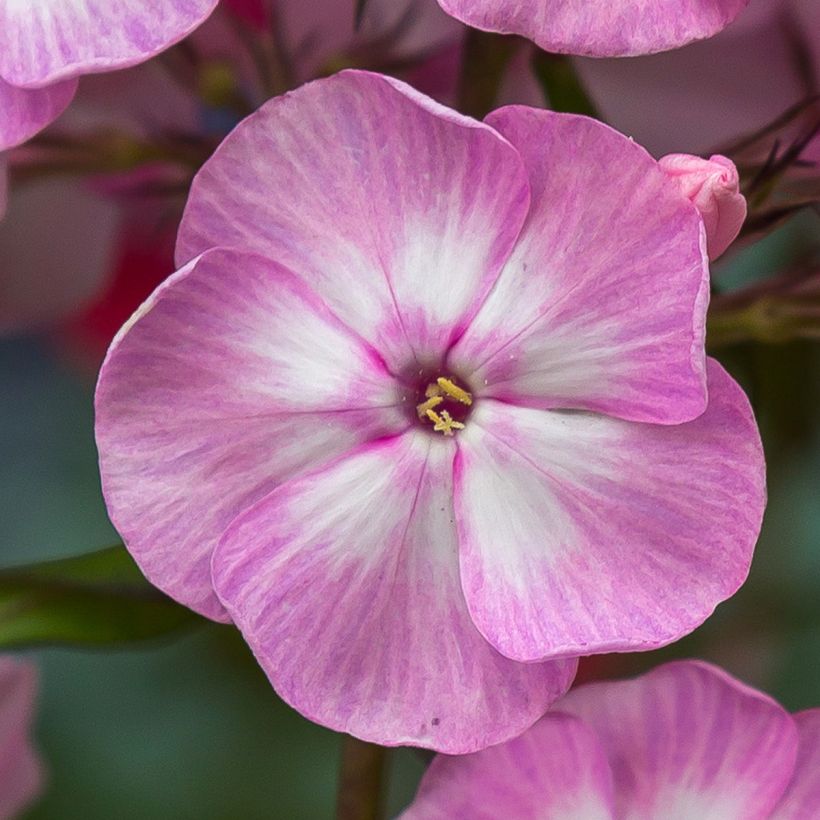 Phlox paniculata Younique Old Pink (Flowering)