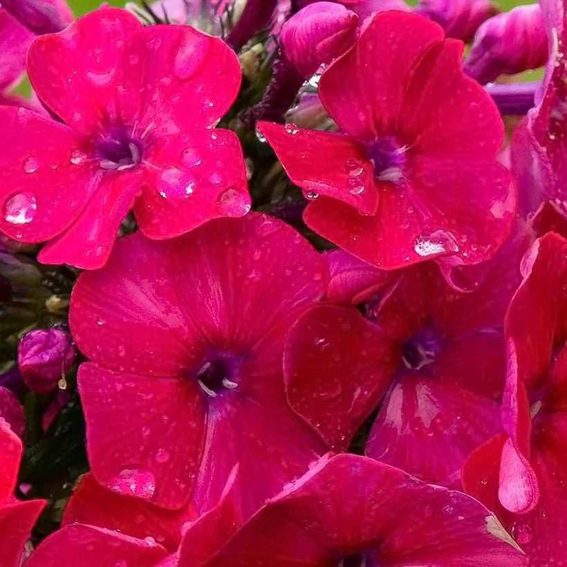 Phlox paniculata Younique Red (Flowering)