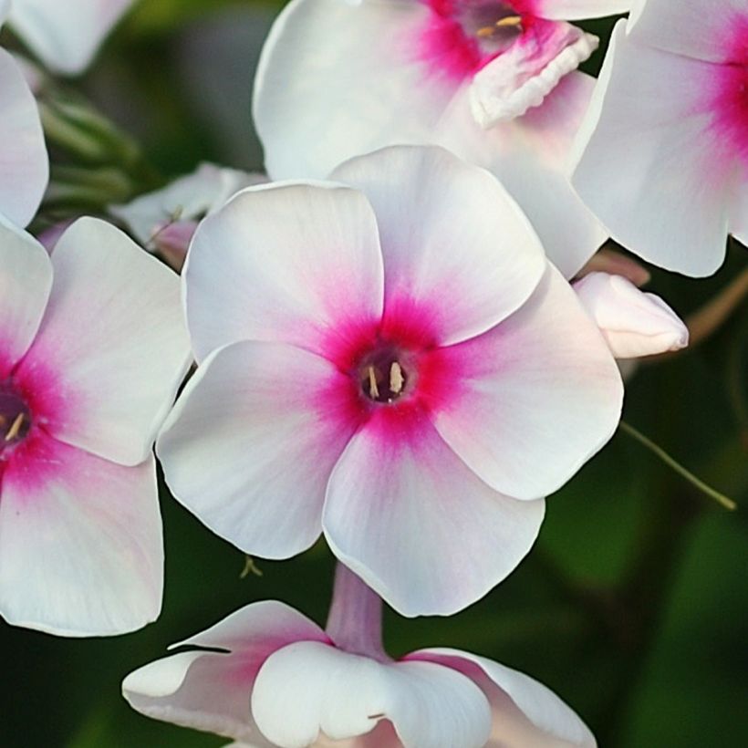 Phlox paniculata Younique Trendy (Flowering)