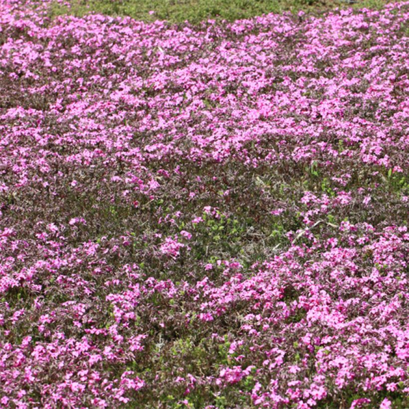 Phlox stolonifera Home Fires (Plant habit)