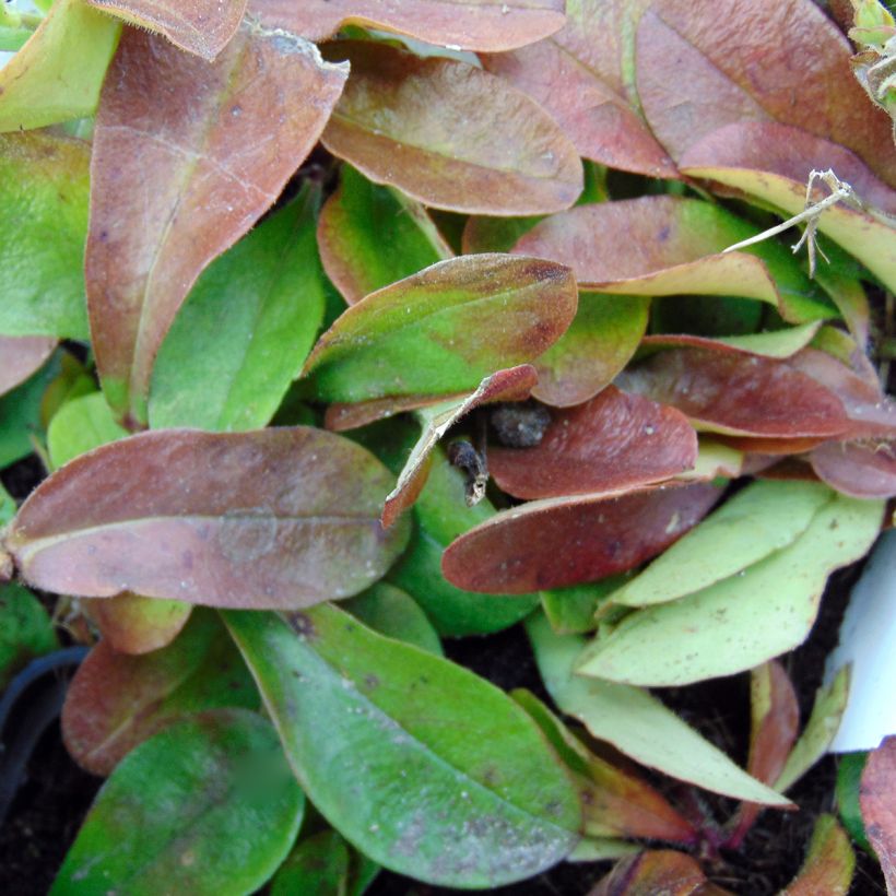 Phlox stolonifera Home Fires (Foliage)