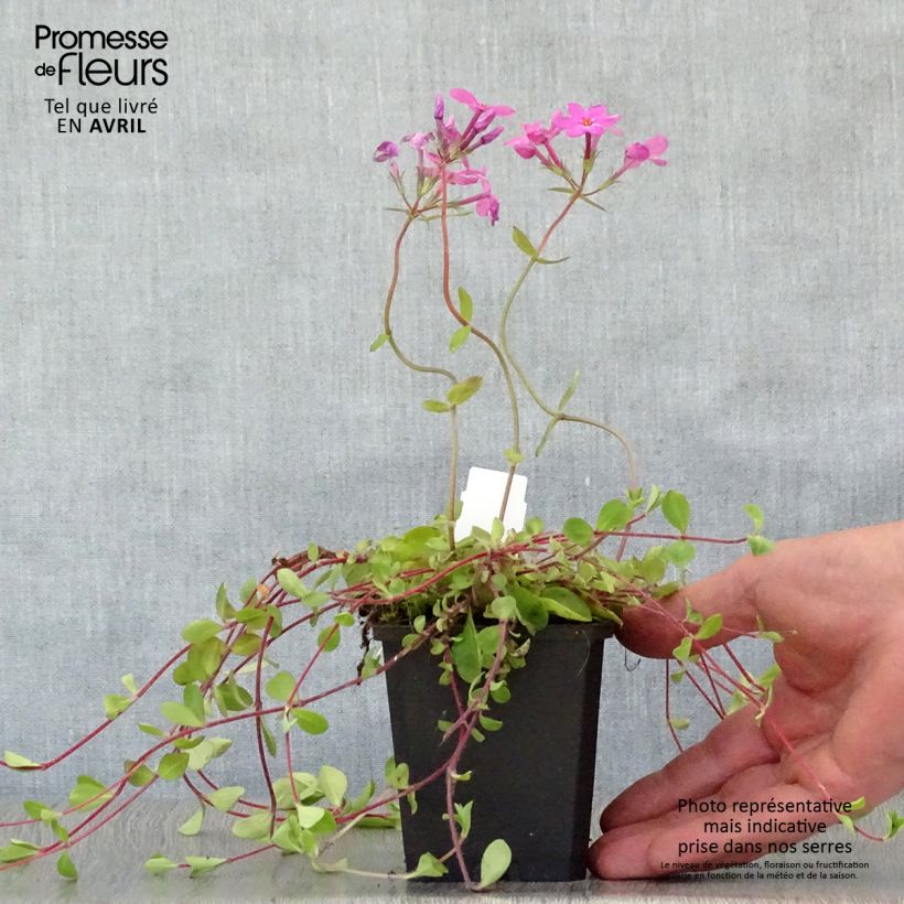 Phlox stolonifera Home Fires sample as delivered in spring