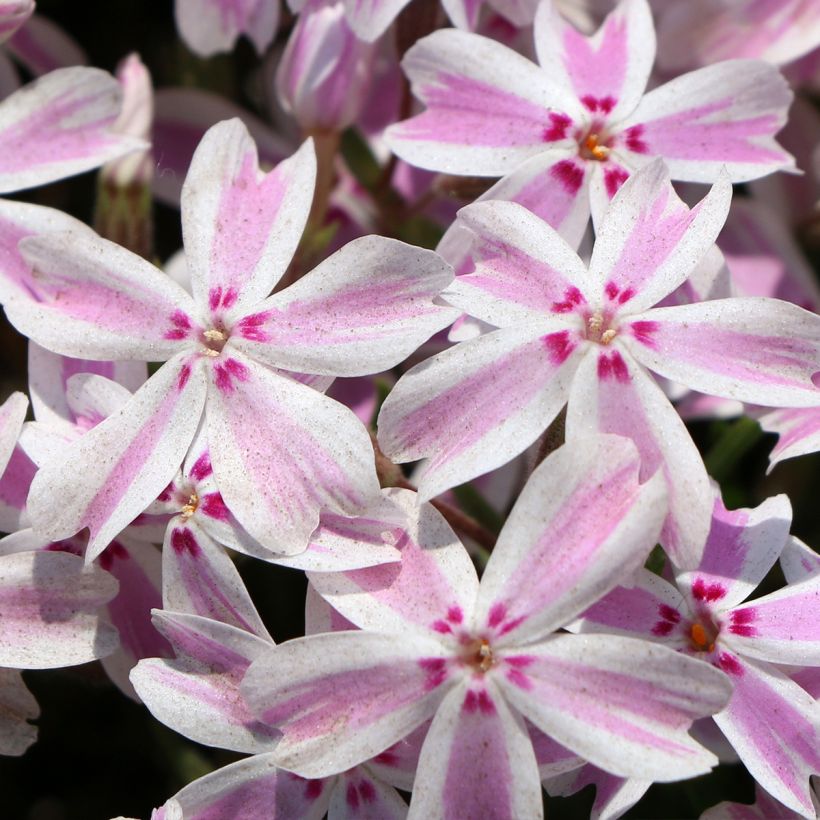 Phlox subulata Drumm (Flowering)