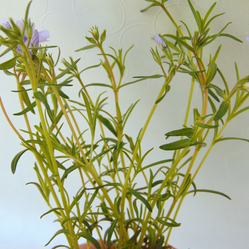 Phlox subulata Cushion Blue (Foliage)