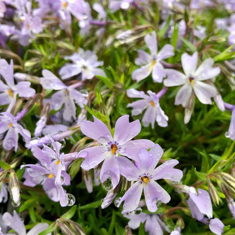 Phlox subulata Cushion Blue (Flowering)