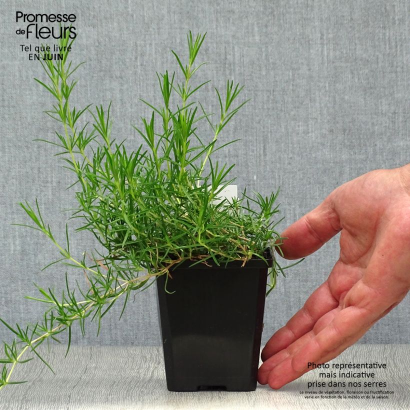 Phlox subulata Cushion Blue 8/9 cm pot sample as delivered in summer