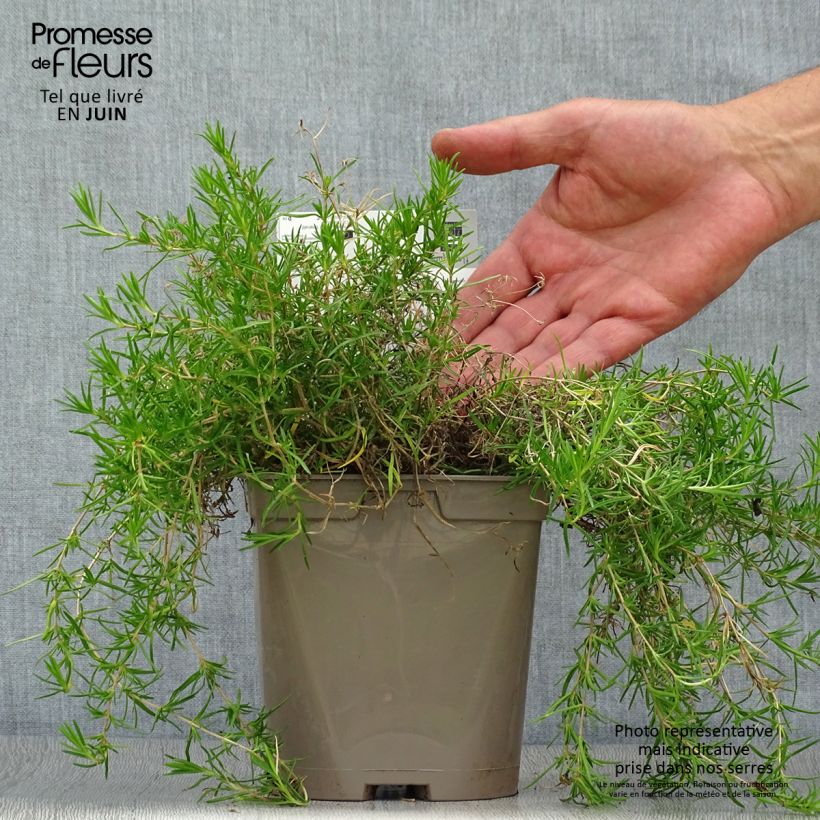 Phlox subulata Cushion Blue 2L/3L pot sample as delivered in summer