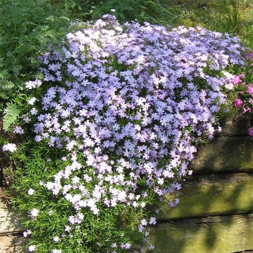 Phlox subulata Cushion Blue (Plant habit)