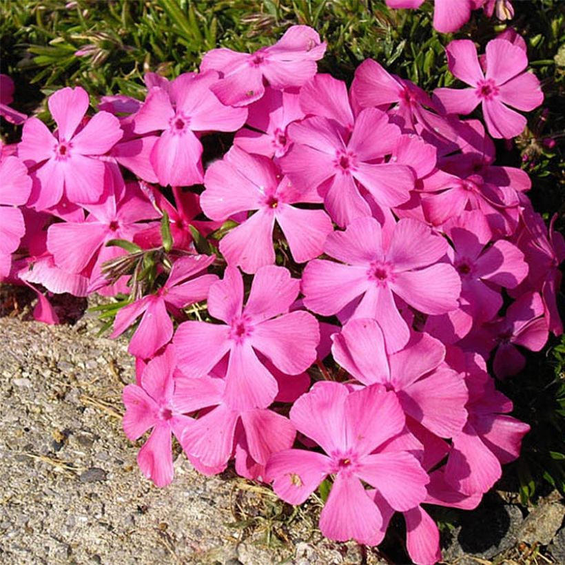 Phlox subulata McDaniels Cushion (Flowering)