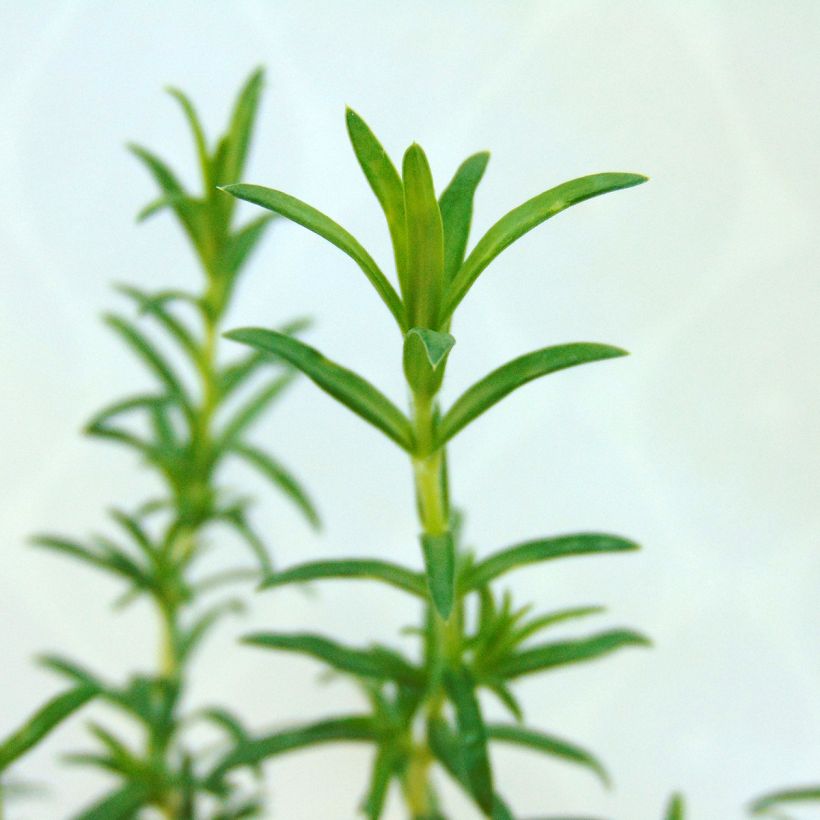 Phlox subulata White Delight (Foliage)