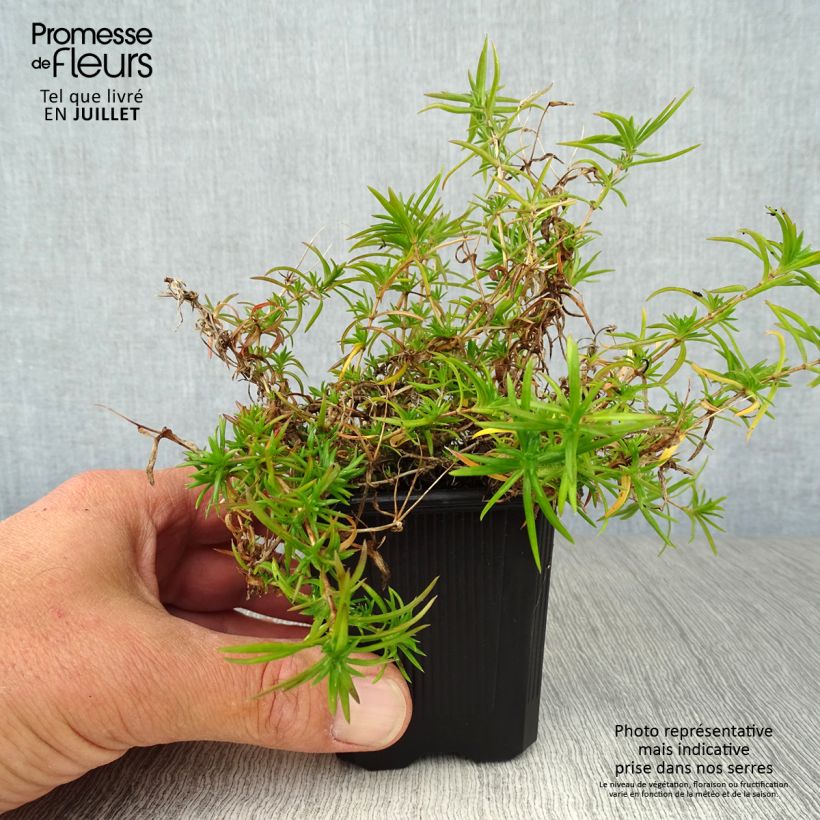 Phlox subulata Purple Beauty 8/9 cm pot sample as delivered in summer