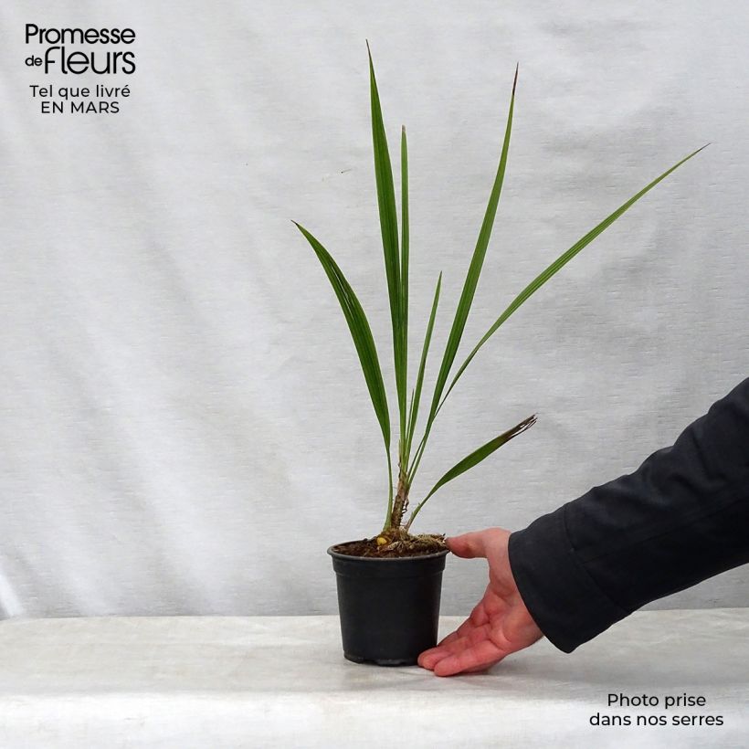 Phoenix andamanensis 12cm pot sample as delivered in spring
