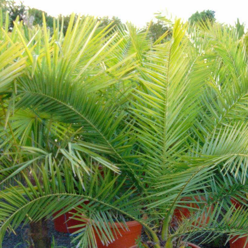 Phoenix canariensis - Canary Island Date Palm (Foliage)