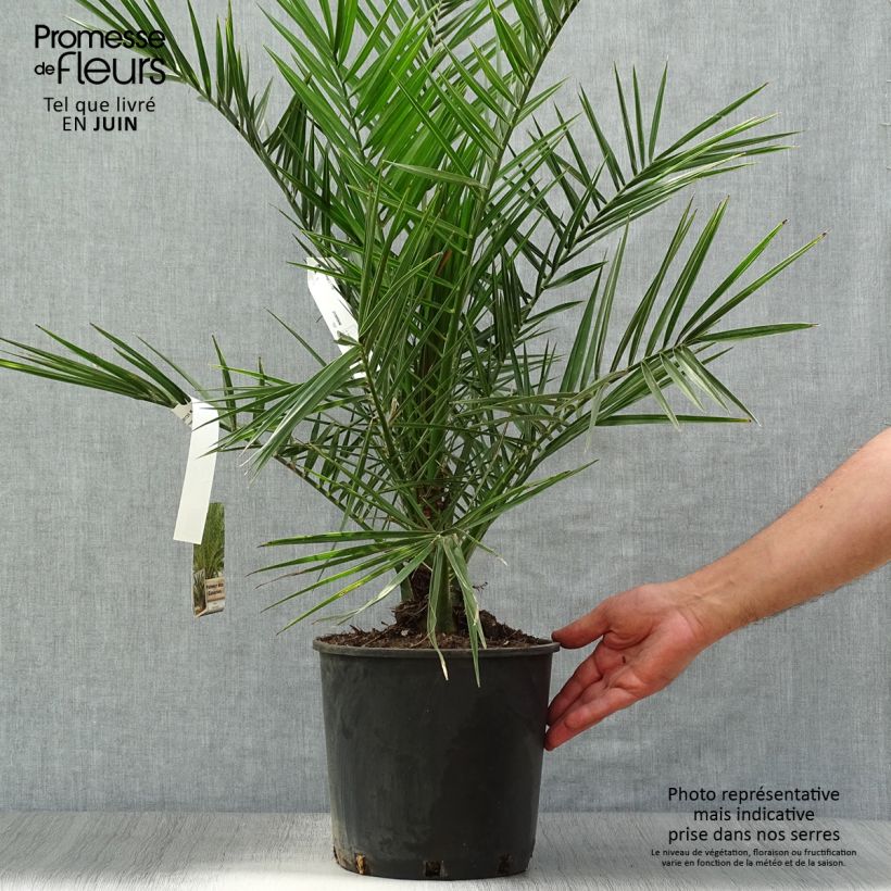 Phoenix canariensis - Canary Island Date Palm 6L/7L pot sample as delivered in summer