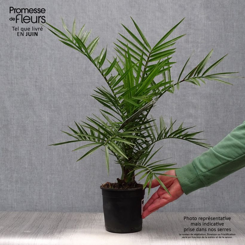Phoenix canariensis - Canary Island Date Palm 1L/1.5L pot sample as delivered in summer