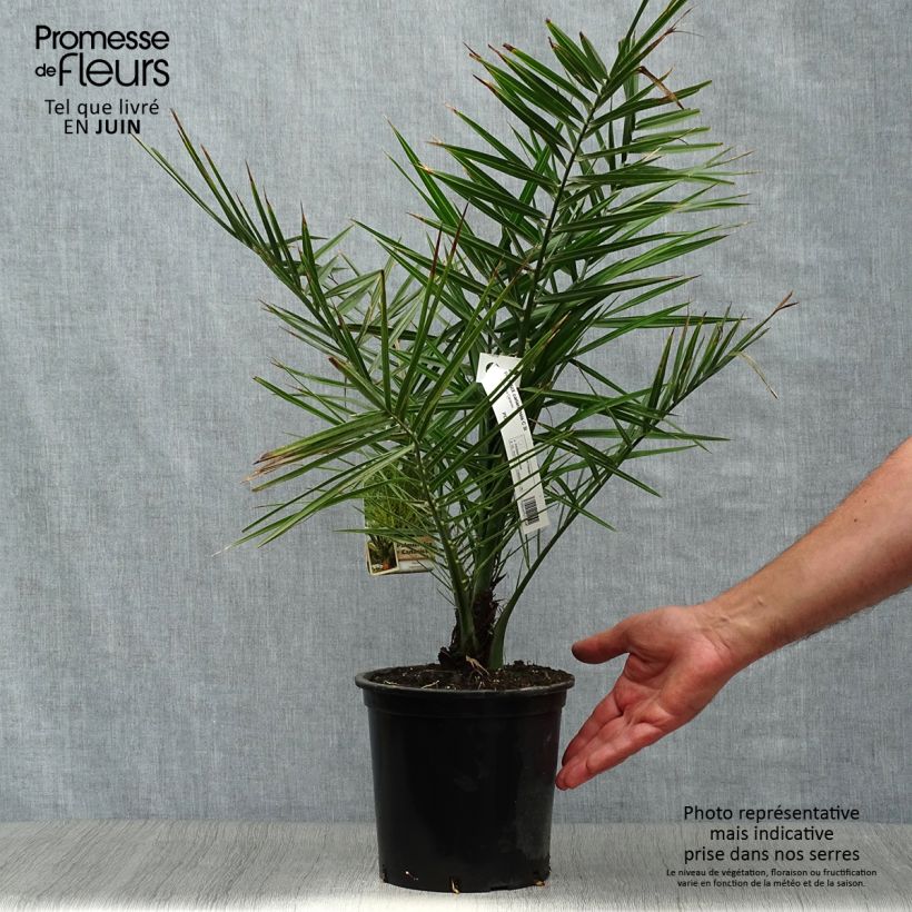 Phoenix canariensis - Canary Island Date Palm 2L/3L pot sample as delivered in summer