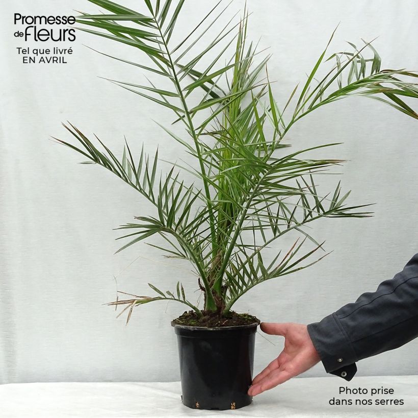 Phoenix canariensis - Canary Island Date Palm sample as delivered in spring