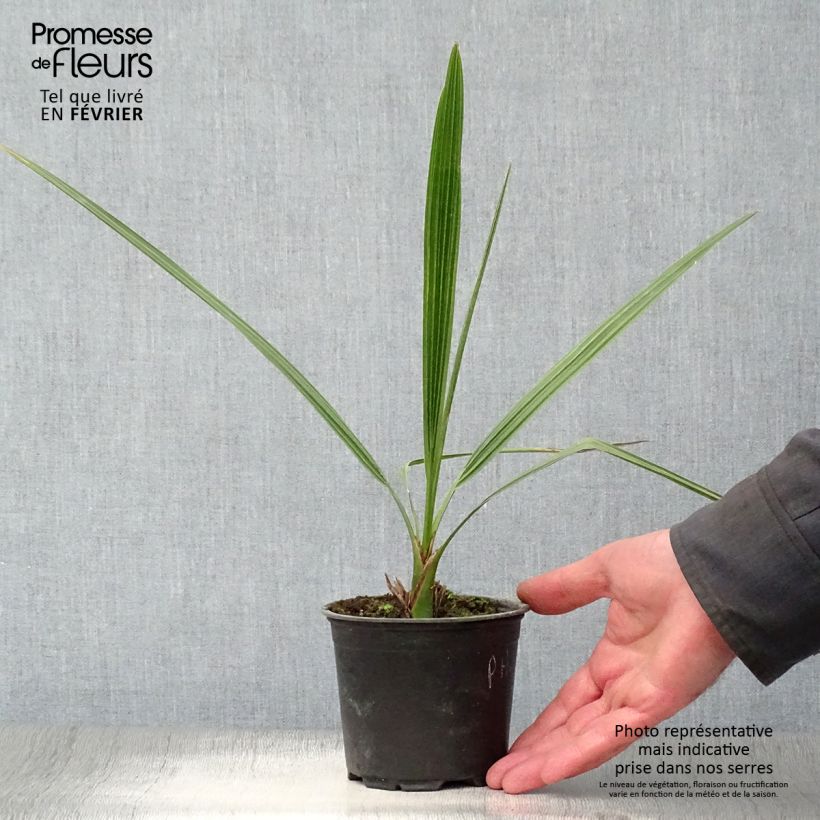 Phoenix dactylifera - Date Palm 12cm pot sample as delivered in winter