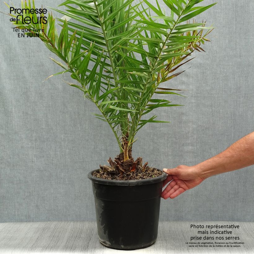 Phoenix dactylifera - Date Palm 7.5L/10L pot sample as delivered in summer