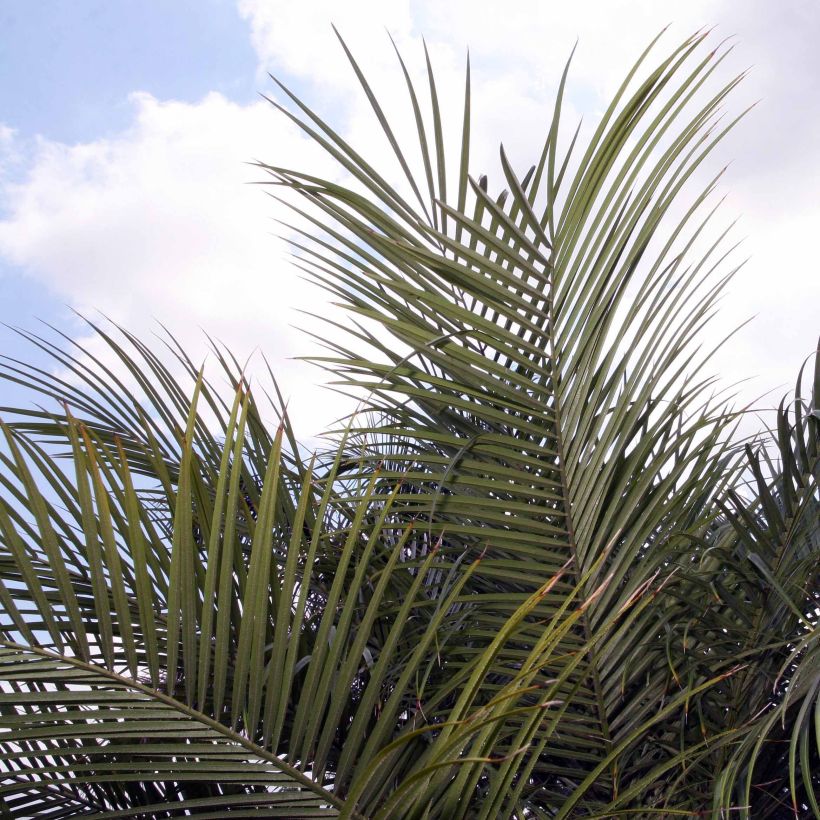 Phoenix roebelinii (Foliage)