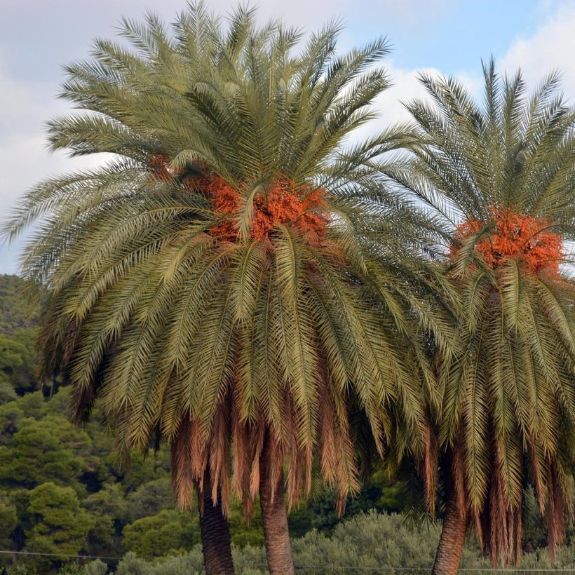 Phoenix theophrasti - Cretan Date Palm (Plant habit)