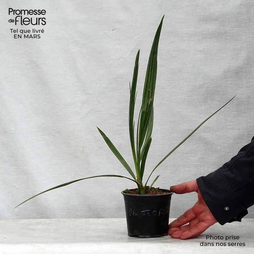Phoenix theophrasti - Cretan Date Palm 12cm pot sample as delivered in spring